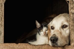 Así sería la fusión entre un perro y un gato si fuera un animal en la vida real, según la inteligencia artificial imagen-1