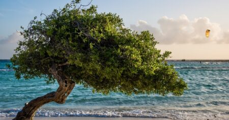 Este árbol nativo puede anunciar el final del verano: de dónde es originario y cómo son sus flores imagen-18