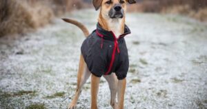 Un veterinario reveló dónde deben dormir los perros en invierno y cómo protegerlos del frío imagen-3