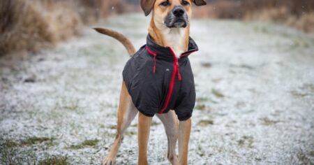 Un veterinario reveló dónde deben dormir los perros en invierno y cómo protegerlos del frío imagen-5