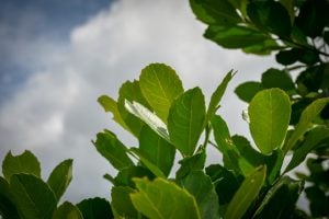 Comenzó a funcionar la operatoria de descuento de cheques tasa bonificada para productores de yerba mate en Misiones imagen-7