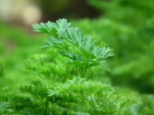 La planta que ayuda al buen funcionamiento de los riñones: es ideal para eliminar toxinas del cuerpo imagen-1