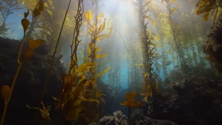 Ya en 'streaming', un documental único que cambiará tu modo de ver el mundo imagen-102