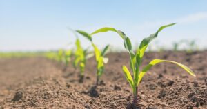 Se aleja el temor de un nuevo brote fuerte de una plaga letal y la primera intención de siembra de maíz en la principal región agrícola es optimista imagen-4