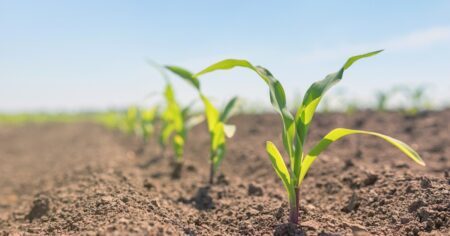 Se aleja el temor de un nuevo brote fuerte de una plaga letal y la primera intención de siembra de maíz en la principal región agrícola es optimista imagen-10