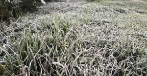 Ola polar | Este martes será uno de los días más fríos del año en Misiones y se prevén heladas: declaran alerta amarilla por temperaturas extremas en gran parte de la provincia imagen-7