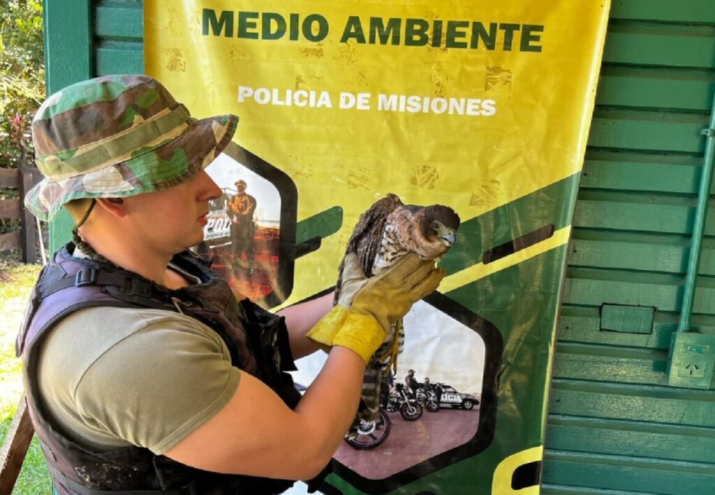Cazadores, traficantes y tala ilegal: el frente verde de la Policía de Misiones suma más de 130 rescates en lo que va del año imagen-4