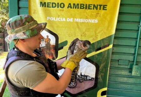 Cazadores, traficantes y tala ilegal: el frente verde de la Policía de Misiones suma más de 130 rescates en lo que va del año imagen-67