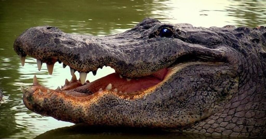 Una embarazada cocinaba en su casa, llegó la inundación y un cocodrilo, y tuvo un triste final imagen-5