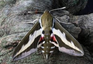 El rol clave de las polillas en la polinización y conservación ecológica nocturna imagen-7
