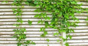 Esta enredadera florece en julio y es comestible: perfecta para tu jardín o balcón imagen-3