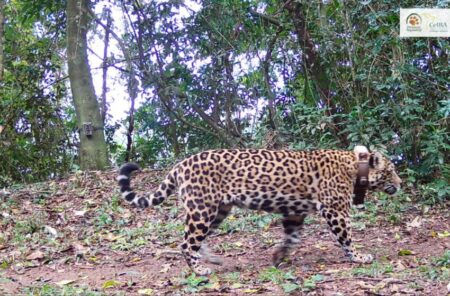 Monitoreo de yaguaretés en la Selva Misionera: estiman 84 ejemplares y alertan por una disminución poblacional imagen-118