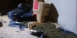 Incautaron más de 40 kilos de cogollos de marihuana en una casa abandonada de Puerto Esperanza imagen-6