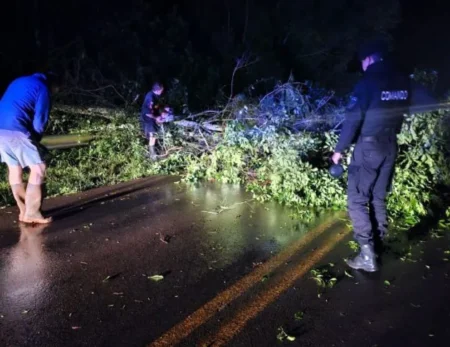 Fuertes vientos y lluvias afectaron la zona centro: árbol caído en Campo Ramón imagen-18