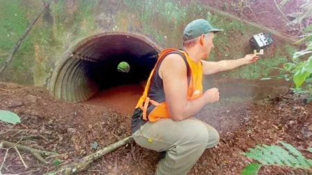 Exponen desafíos para mantener la población de yaguaretés imagen-23