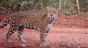 Alarma en la selva misionera: el monitoreo revela una leve caída en la población de yaguaretés imagen-2