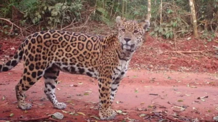 Alarma en la selva misionera: el monitoreo revela una leve caída en la población de yaguaretés imagen-8