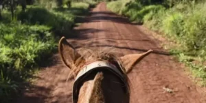 Cabalgata Belgraniana: tradición, historia y orgullo en el Día de la Bandera imagen-2