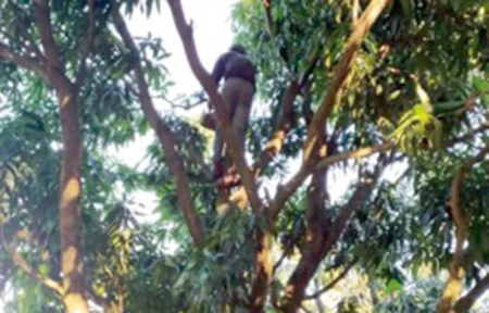 Hora de podar para lograr más frutas y tenerlas a mano imagen-20