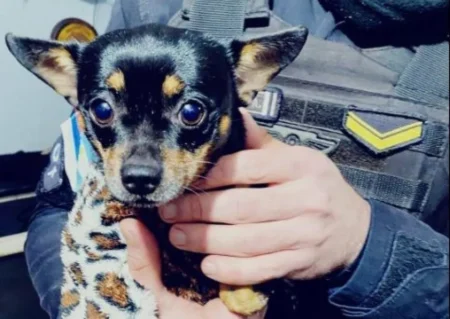 Rescataron a seis perros en Oberá y Jardín América: ahora buscan familias que los adopten imagen-10