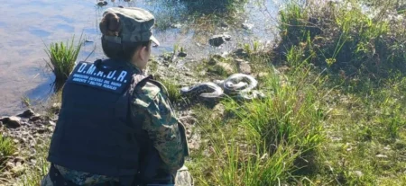 De regreso a la naturaleza: liberaron en Candelaria a una boa curiyú clave para el ecosistema imagen-12