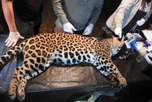 Parque Iguazú confirma la captura de dos yaguaretés: Pará y su cría, Gaucho imagen-3