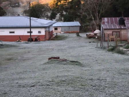 Importantes pérdidas de pasturas por heladas y frio imagen-19