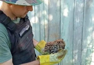 Misiones rescató 136 animales en lo que va del año en operativos contra el delito ambiental imagen-3