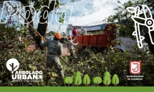 Habilitaron un canal de WhatsApp para consultas sobre arbolado urbano imagen-4