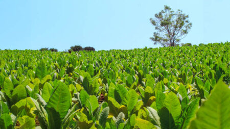 Misiones logra la mejor cosecha de tabaco en 16 años, casi 40 millones de kilos acopiados imagen-12