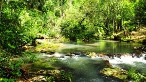 Misiones celebra el Día de las Áreas Naturales Protegidas: hay 116 sitios en más de 500 mil hectáreas de alto valor de conservación imagen-7