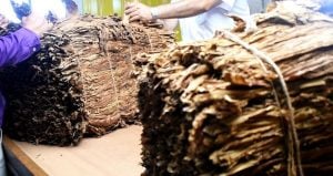 Cooperativas en Misiones producen más del 50% del tabaco e industrializan más del 85% imagen-6