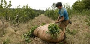 Trabajadores rurales enfrentan crisis salarial: la UATRE sostiene que los montos no corresponden a la inflación alcanzada imagen-1