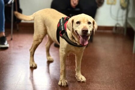 Se iniciaron capacitaciones sobre terapia asistida con perros en el Hospital Pediátrico imagen-24