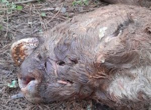 Un yaguareté mató a una vaca en una chacra de Wanda imagen-9