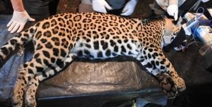 Capturaron a dos yaguaretés en una reserva natural de Misiones para monitorear sus movimientos y fortalecer las estrategias de conservación imagen-7