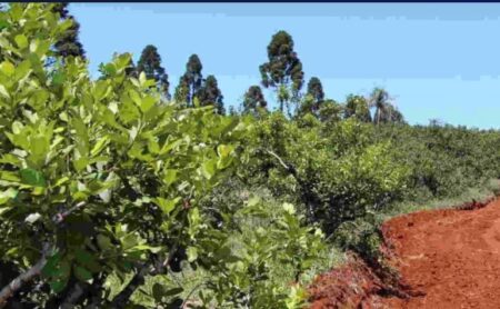Travesía de la Ruta de la Yerba Mate Iguazú-Andresito : «Es una síntesis de la unión y de la integración de los pueblos» imagen-22