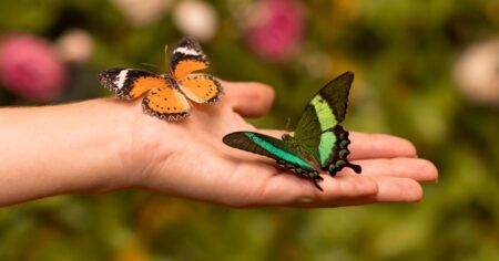 Estos son los insectos más grandes de Latinoamérica: algunos superan los 20 centímetros imagen-9