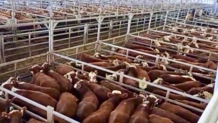 Comienzo de semana con remates especiales en el Mercado Agroganadero imagen-20