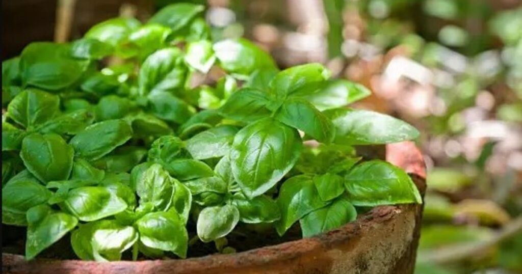 Olvidate de sembrar cada temporada: la "albahaca inmortal" que resiste el frío y aporta sabor todo el año imagen-4