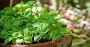 Olvidate de sembrar cada temporada: la "albahaca inmortal" que resiste el frío y aporta sabor todo el año imagen-3
