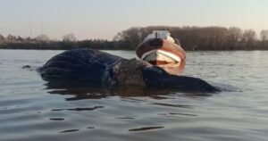 Encontraron otra ballena muerta: estaba flotando en Zárate y es el tercer caso en las últimas dos semanas imagen-2