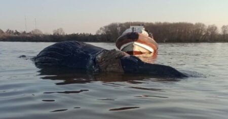 Encontraron otra ballena muerta: estaba flotando en Zárate y es el tercer caso en las últimas dos semanas imagen-6