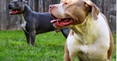 Liberó a dos pitbulls para que ataquen a policías que allanaban su casa: quedó detenida imagen-16