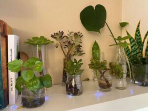 Tres plantas acuáticas que requieren pocos cuidados y son perfectas para decorar el interior del hogar imagen-1