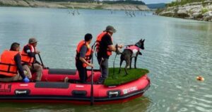 "Héroes de cuatro patas": el rol clave de los perros rescatistas mexicanos en las inundaciones de Texas imagen-4