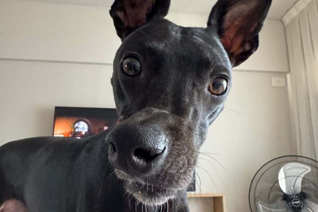 La historia de Trufa, una galga a la que le desviaron el hocico de un golpe y hoy logró recuperar la alegría imagen-5