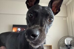 La historia de Trufa, una galga a la que le desviaron el hocico de un golpe y hoy logró recuperar la alegría imagen-3