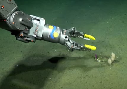 El Conicet recorre las profundidades del Cañón de Mar del Plata y muestra su biodiversidad con una transmisión en vivo imagen-9