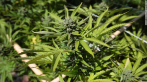 El Gobierno disuelve la agencia del cannabis medicinal creada por el kirchnerismo imagen-2